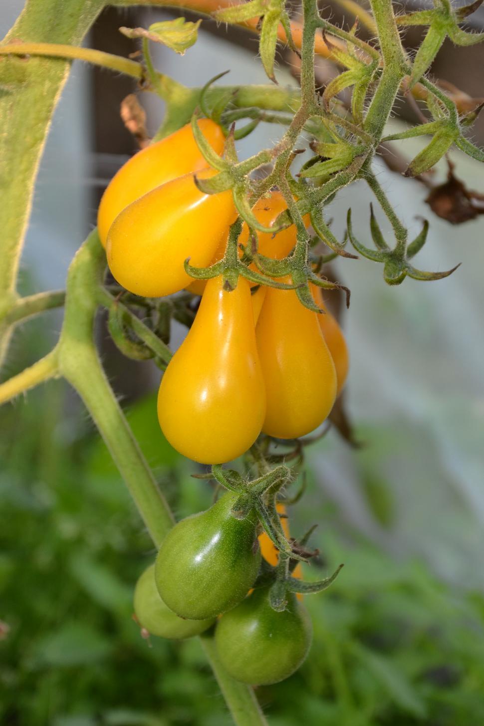 Free Image of Yellow plum tomatoes 