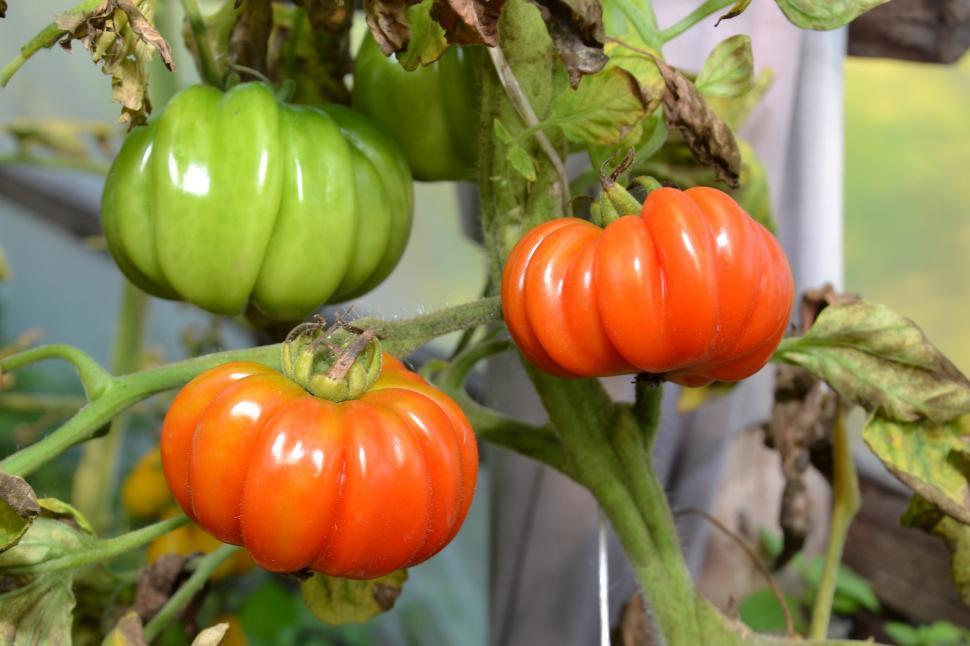 Free Image of Red tomatoes on vine 