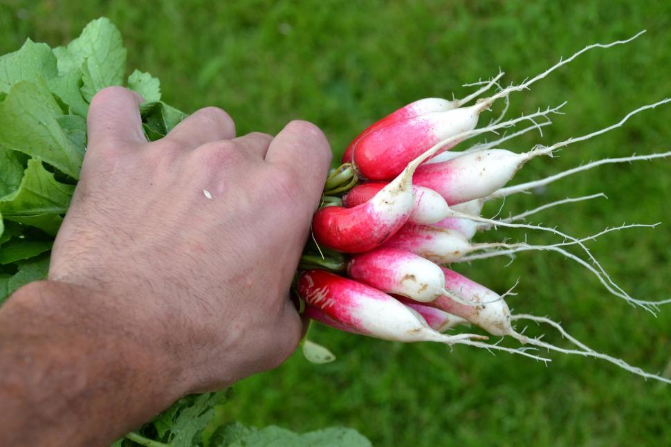 Free Image of Red radishes 