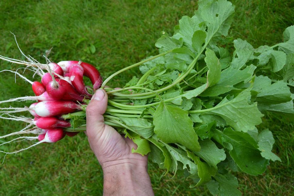 Free Image of Red radishes 