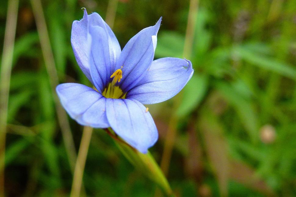 Free Image of Blue Flower 