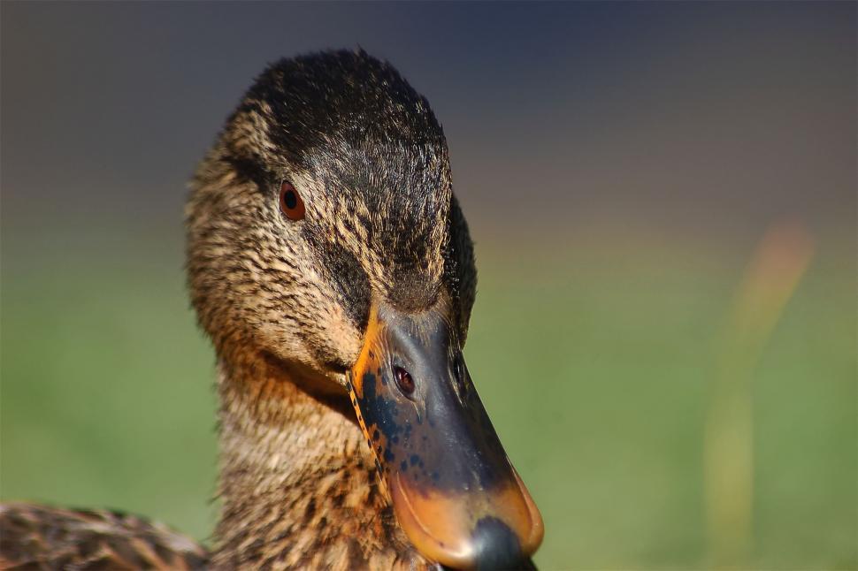 Free Image of Mallard Duck #5 (Female) 