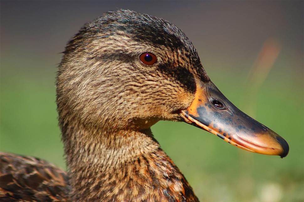 Free Image of Mallard Duck #6 (Female) 