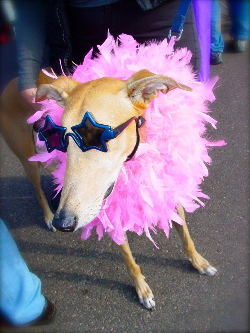 Free Image of Dog Costume in Sunglasses 