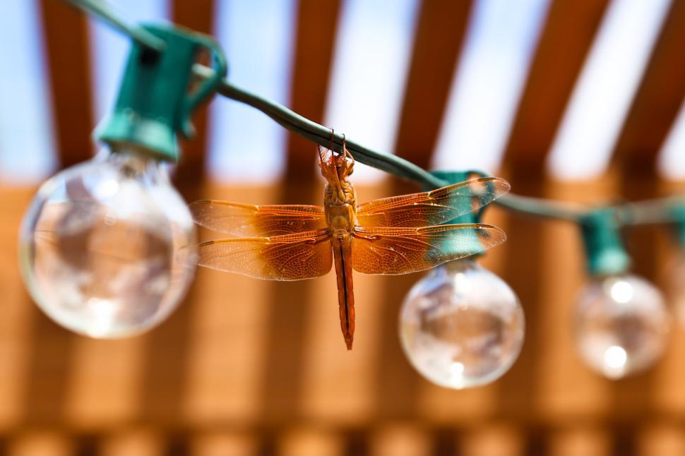 Free Image of Wire Dragonfly String Lights 