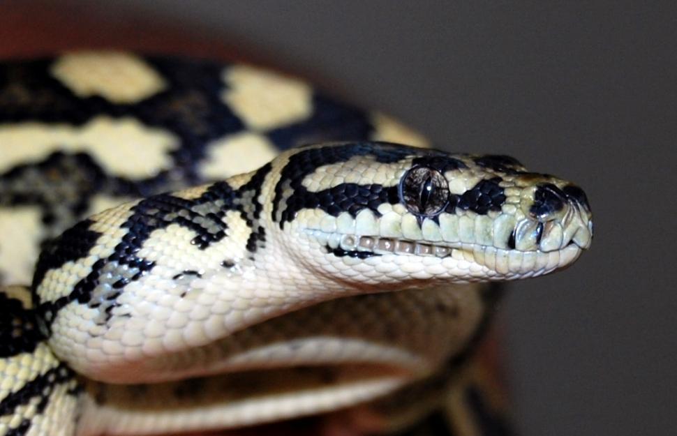 Free Image of Close Up of Snake on Persons Arm 