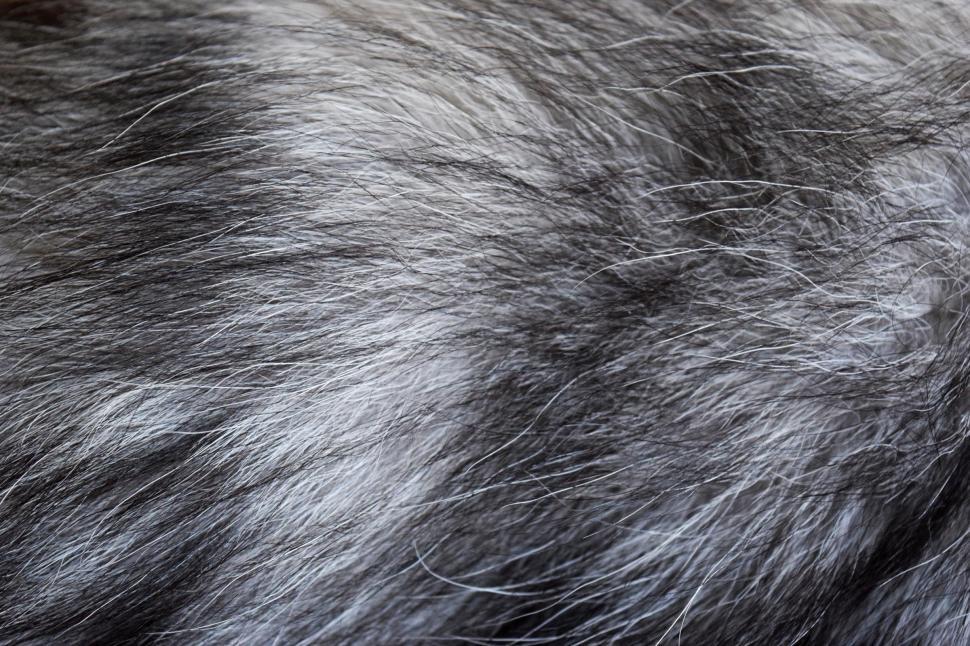 Download Free Stock Photo of Silver Fox Fur 