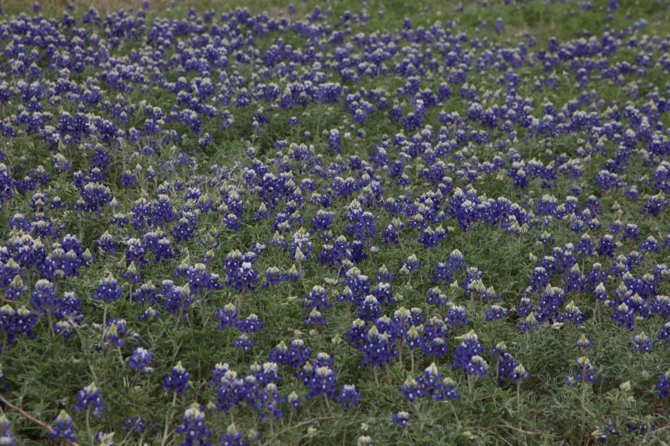 Free Image of Field of Texas Bluebonnets 