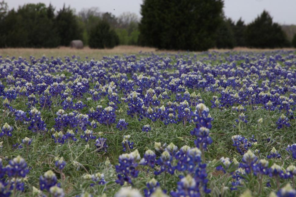 Free Image of Texas Bluebonnets 