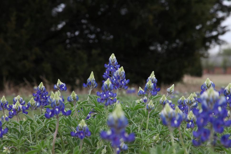 Free Image of Texas Bluebonnets Growing 