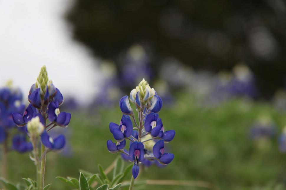 Free Image of Texas Bluebonnets Close Up 
