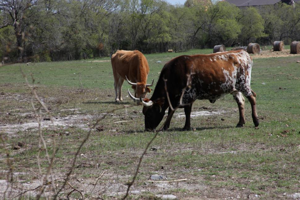 Free Image of Brown cows 