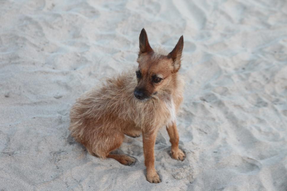 Free Image of Dog on beach 