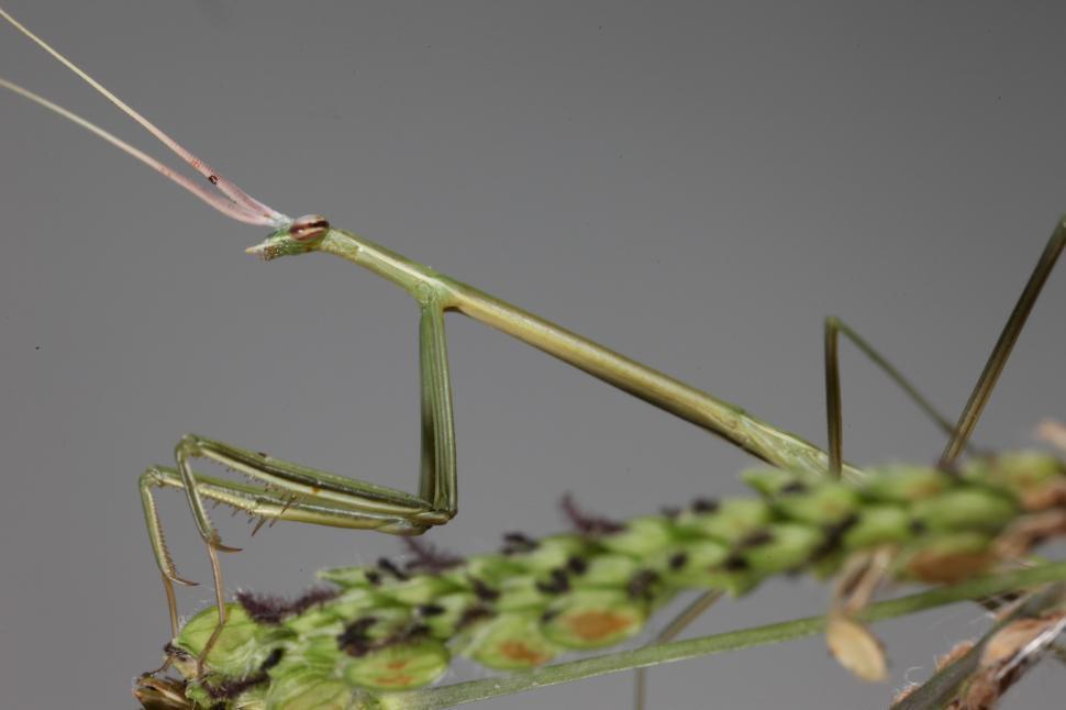 Free Image of Walking Stick Insect 