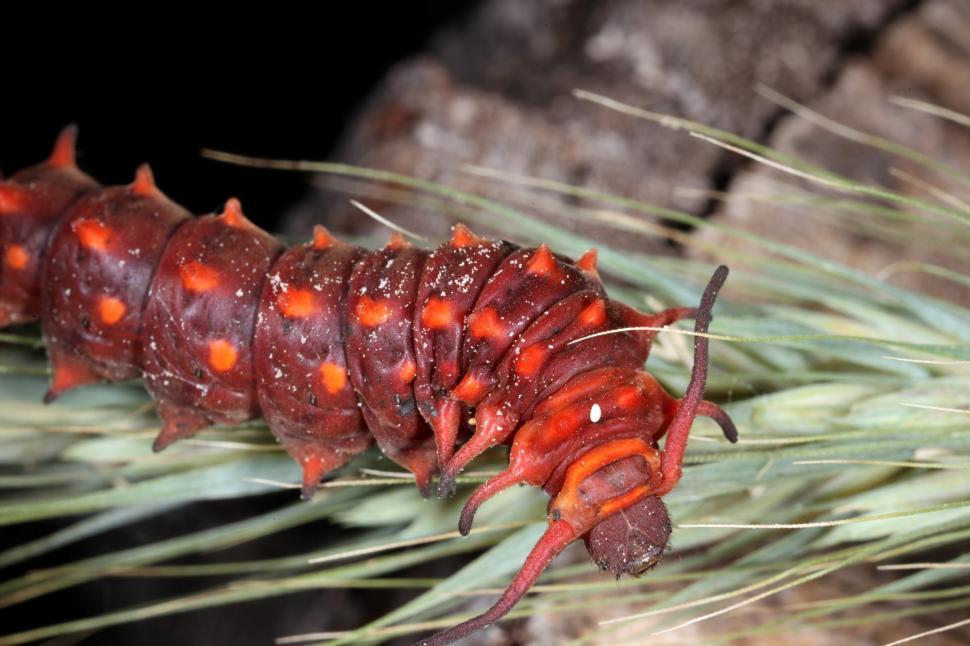 Free Image of Pipevine Swallowtail Caterpillar 