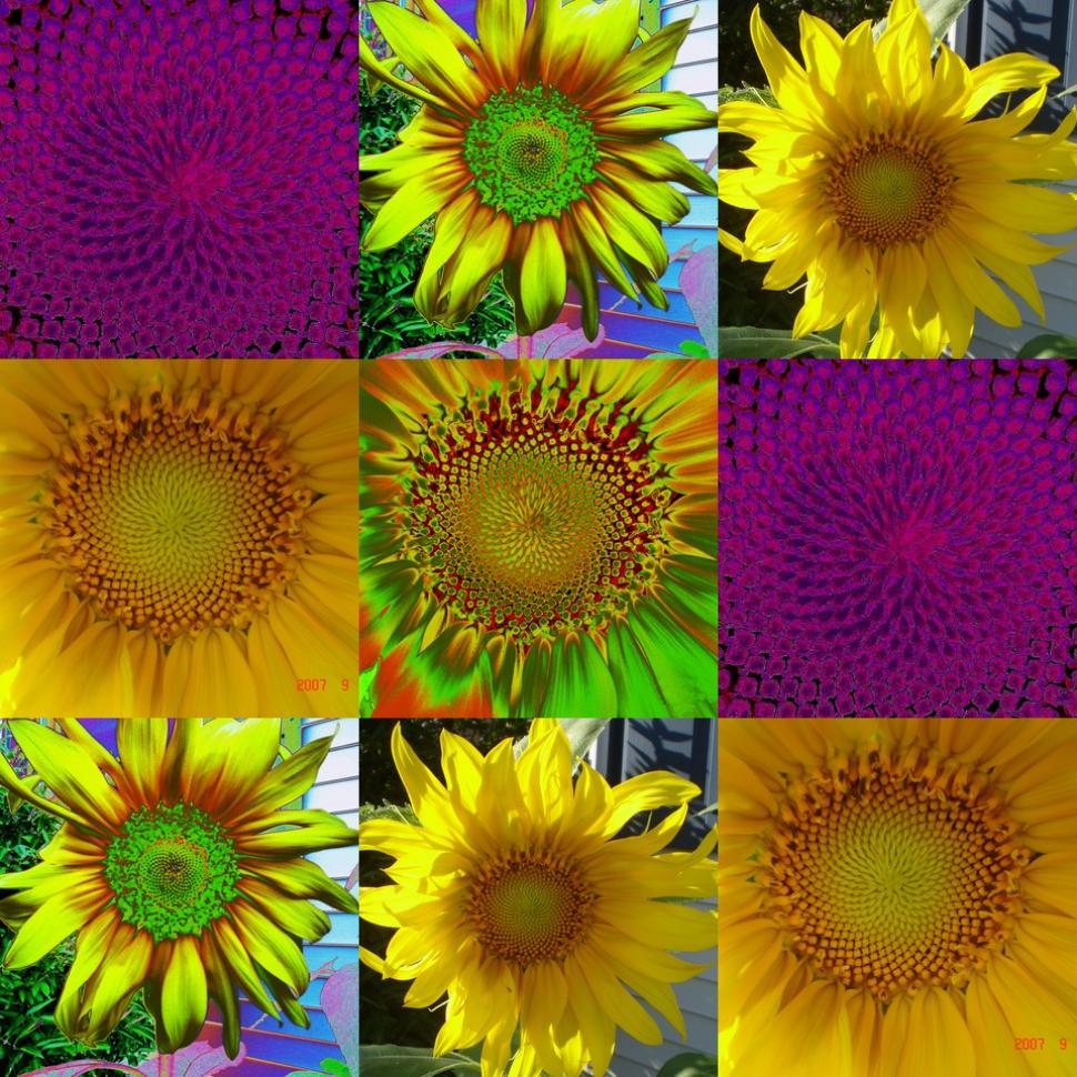 Free Image of Collage Sunflower 