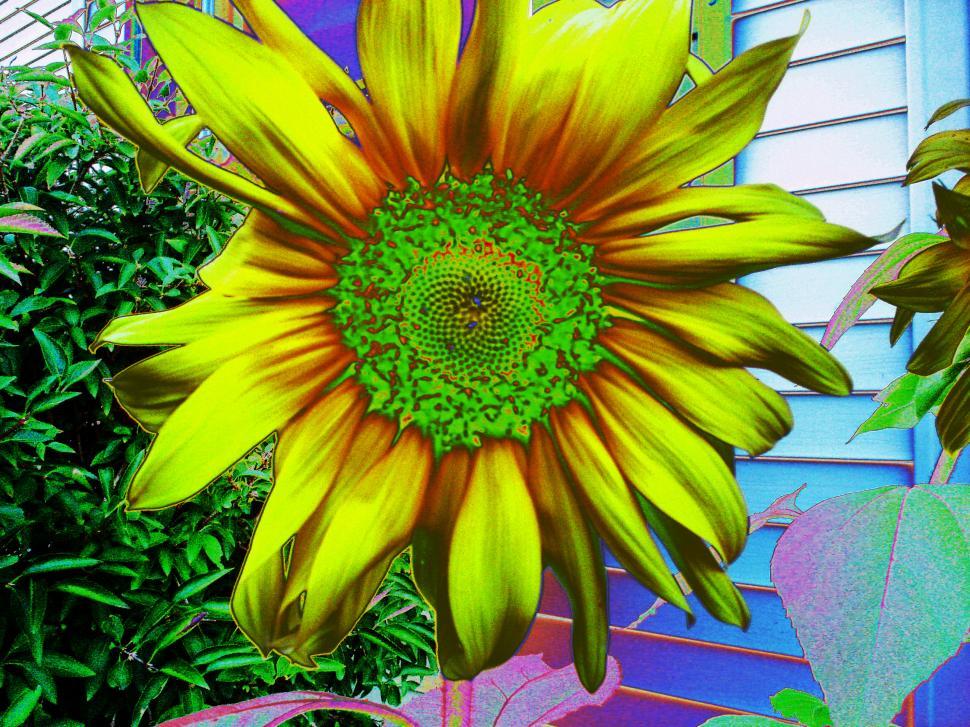 Free Image of A Sunflower Painting by the Window 