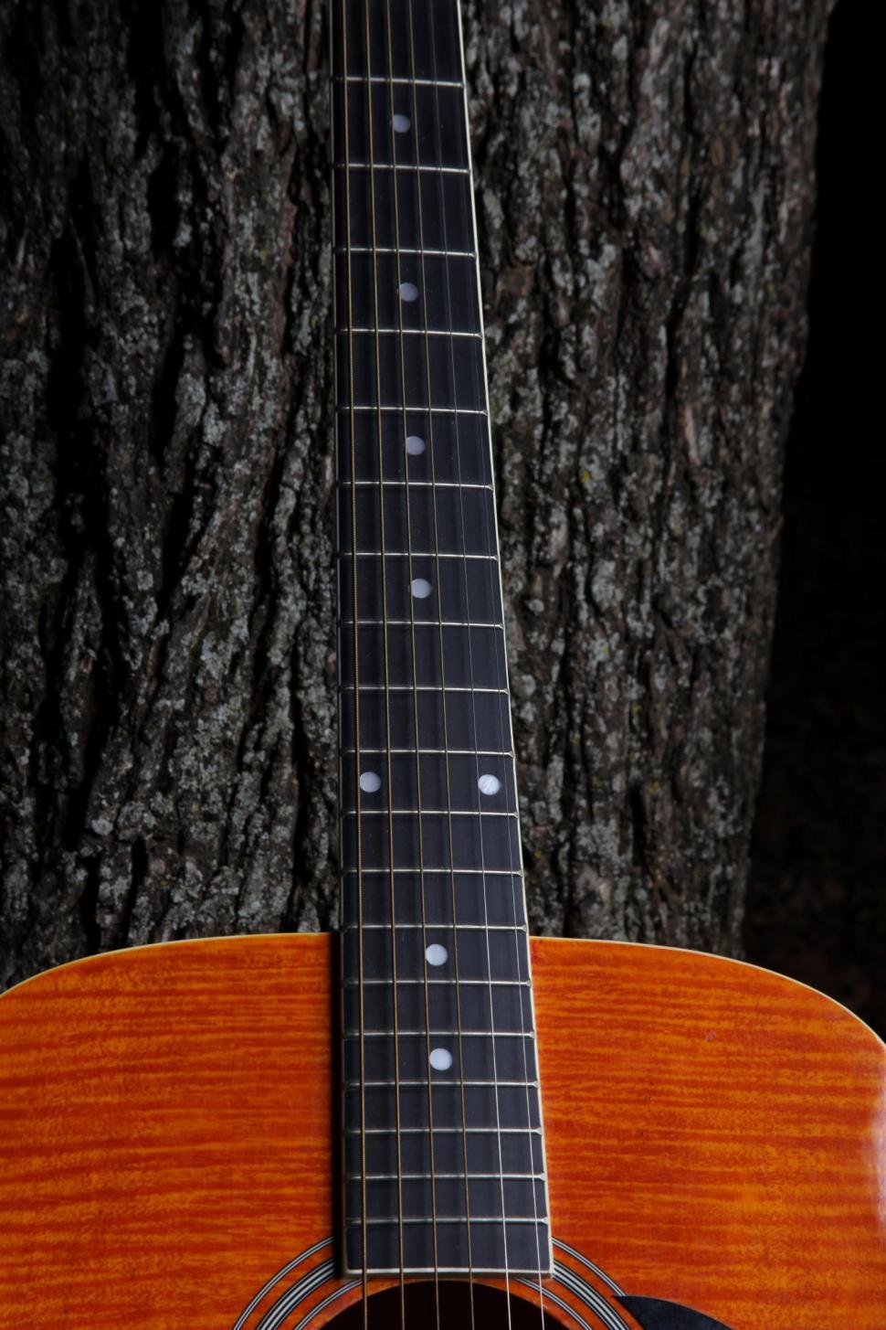 Free Image of Guitar neck against a tree. 