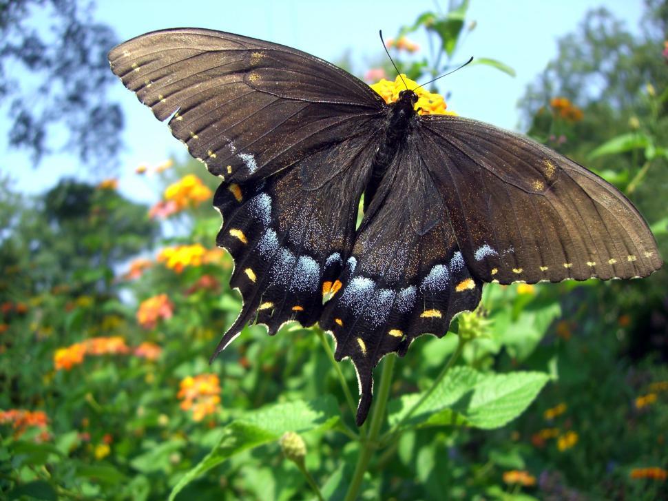 Free Image of Large Butterfly Resting on Flower Petals 