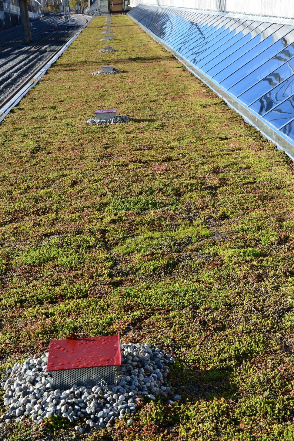Free Image of Sedum green roof 