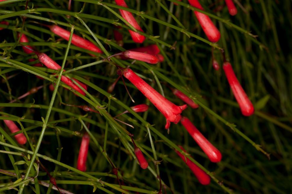 Free Image of Red Flowers 
