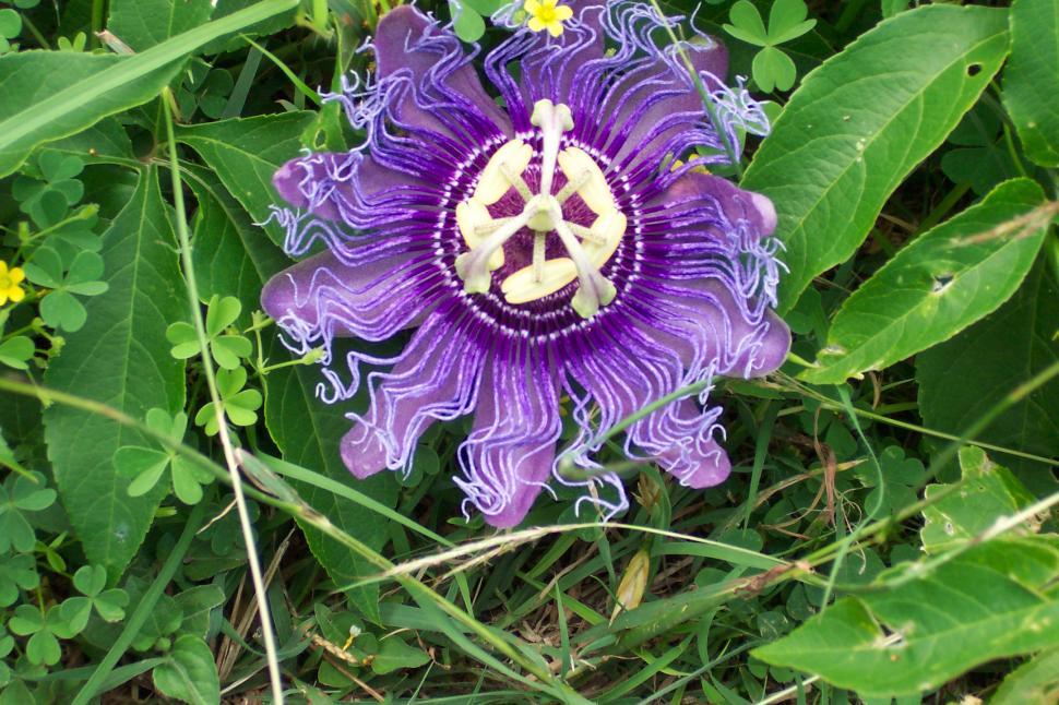 Free Image of Passion Flower 