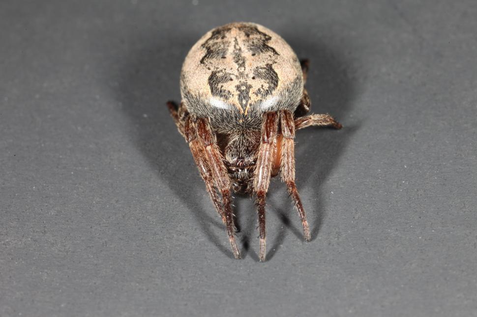 Free Image of Orbweaver Spider 