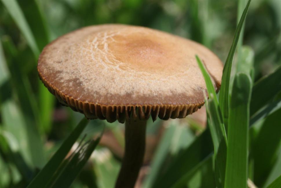 Free Image of Mushroom 