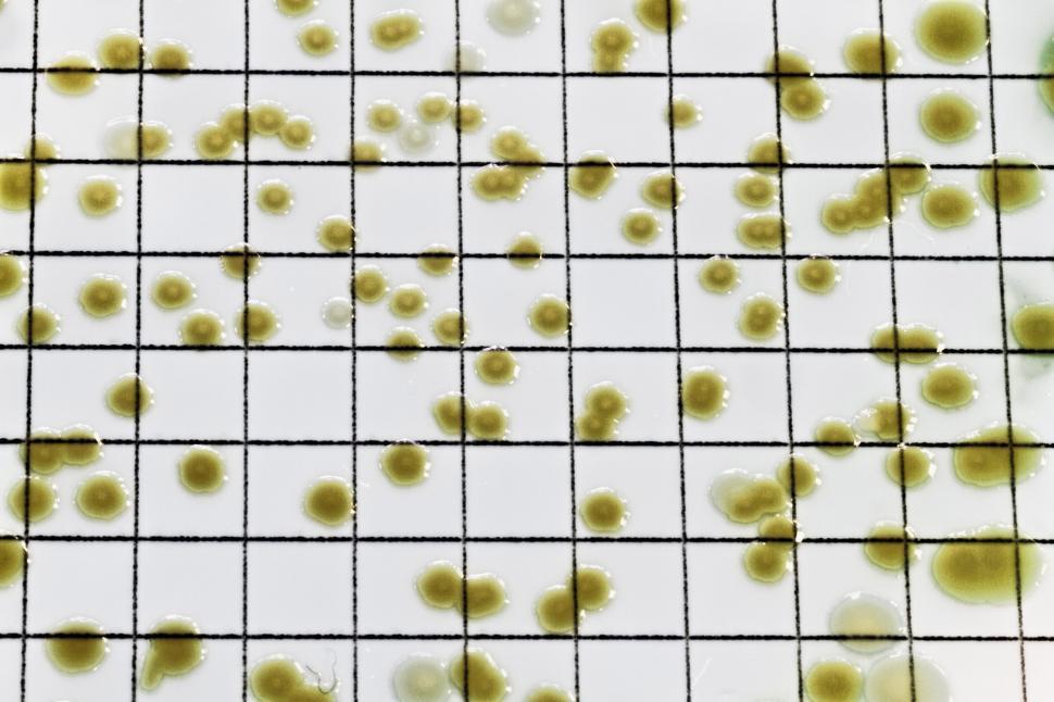 Free Image of Macro of Pseudomonas bactera colonies 