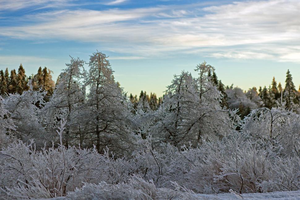 Free Image of Ice covered trees 
