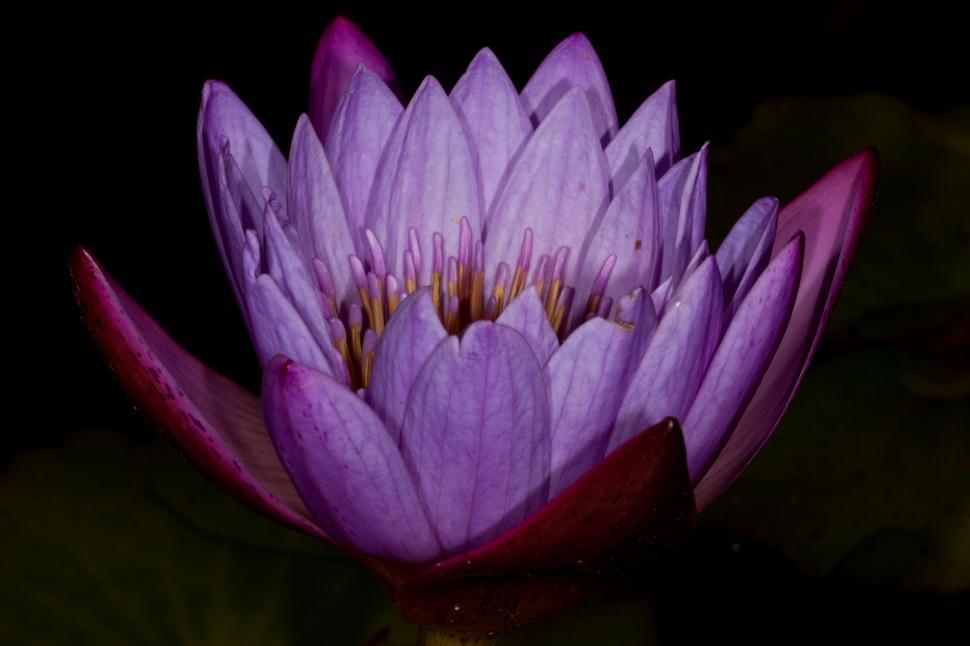 Free Image of Purple Waterlillies 