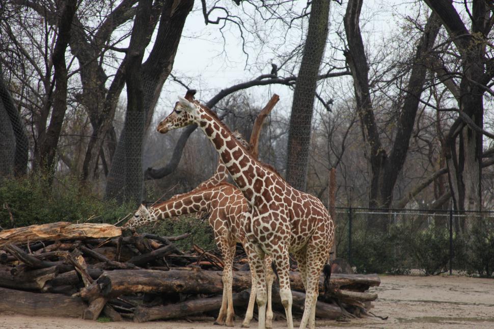 Free Image of Giraffes 