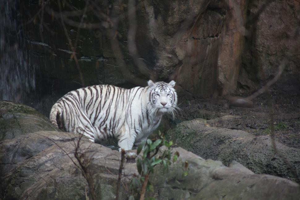 Free Image of White Tiger 