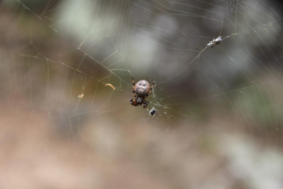 Free Image of Spider in a web 