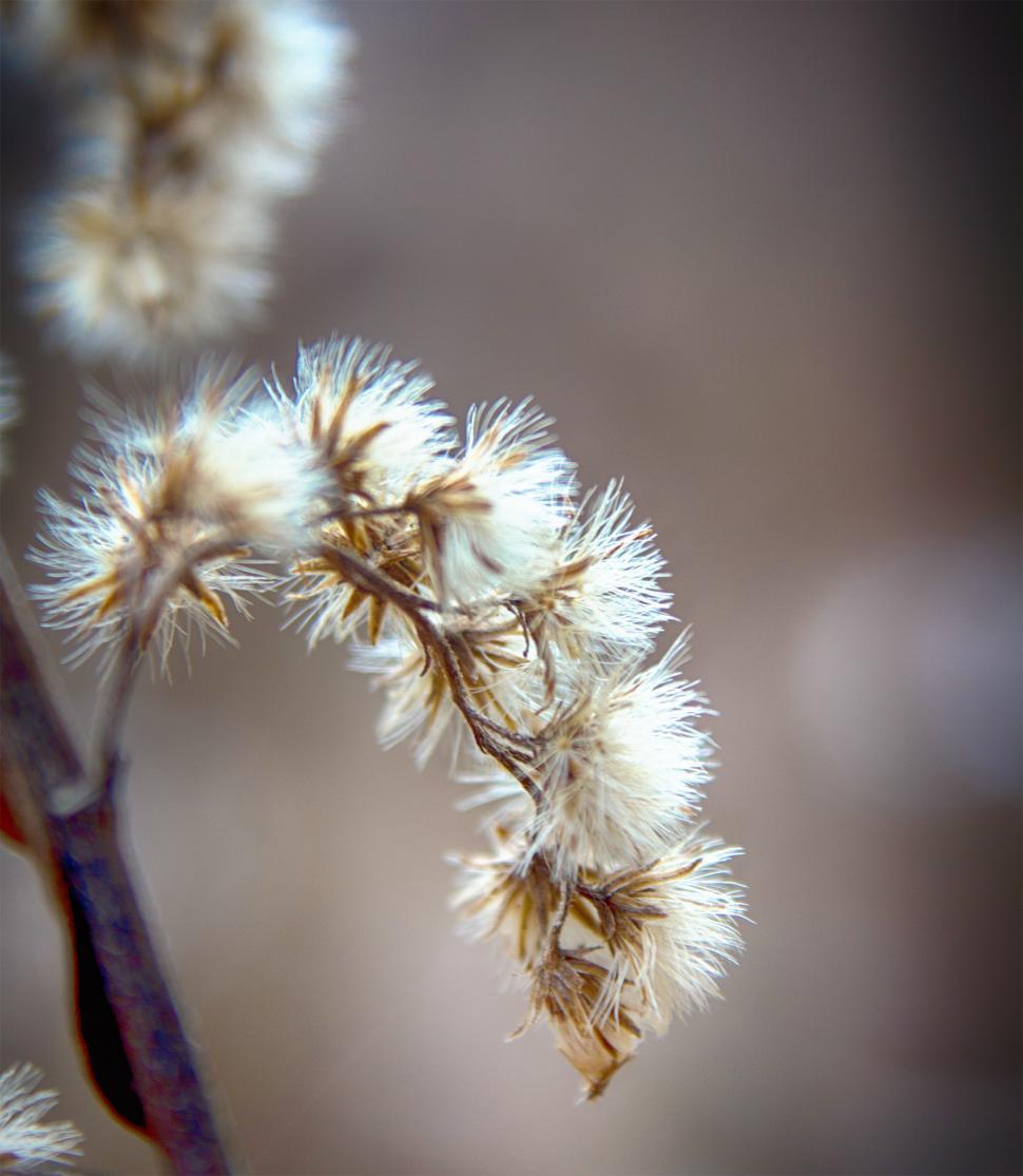Free Image of Dry plant seeds 