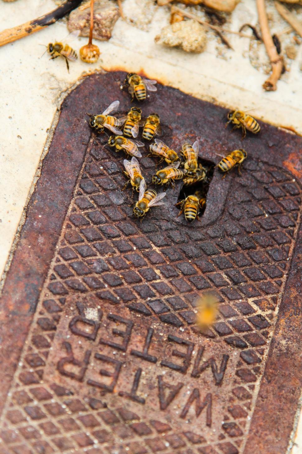 Free Image of Honey bees on water meter cover 
