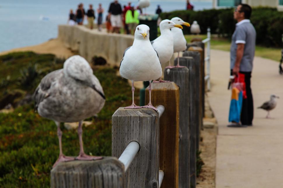 Free Image of Seagulls on pier 