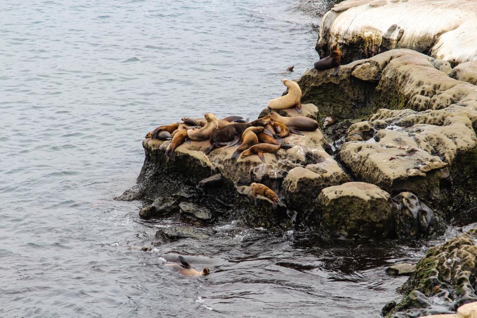 Free Image of California sea lion 