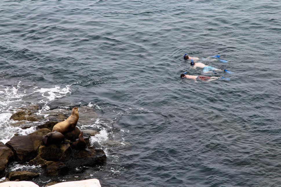 Free Image of Sea Lion and snorklers 