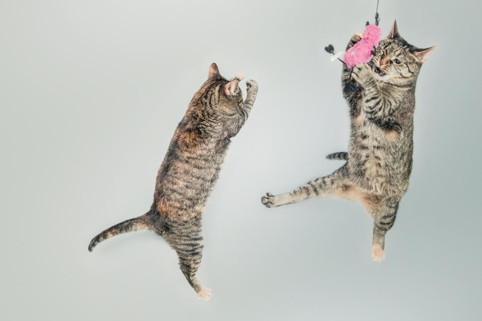 Free Image of Two Cats 