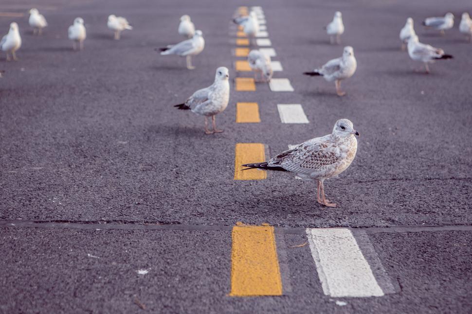 Free Image of Birds on the road 
