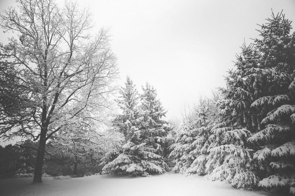 Free Image of Snowfall 
