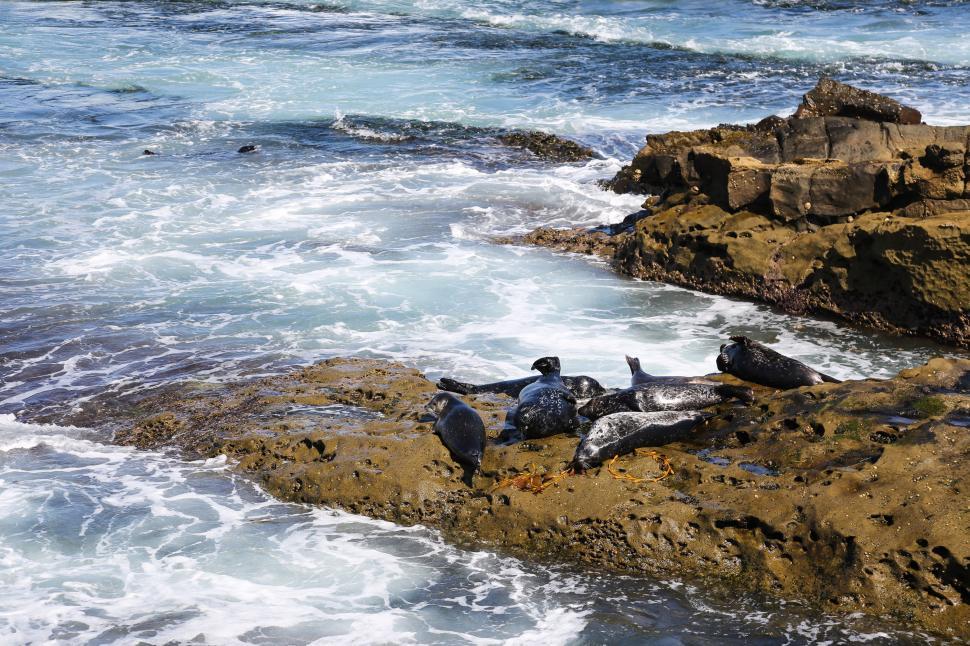 Free Image of California sea lions 