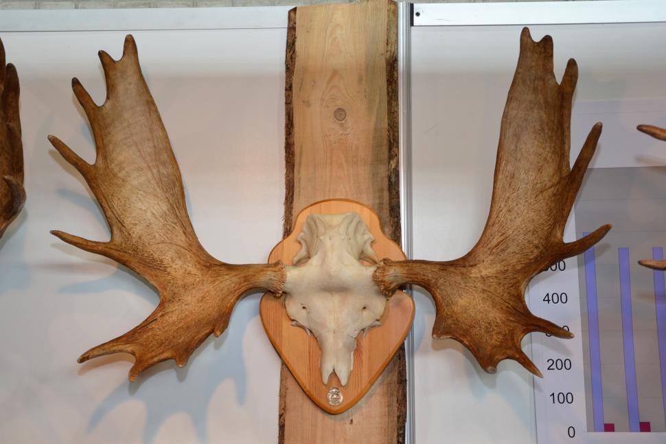 Free Image of Moose trophy skull and antlers 