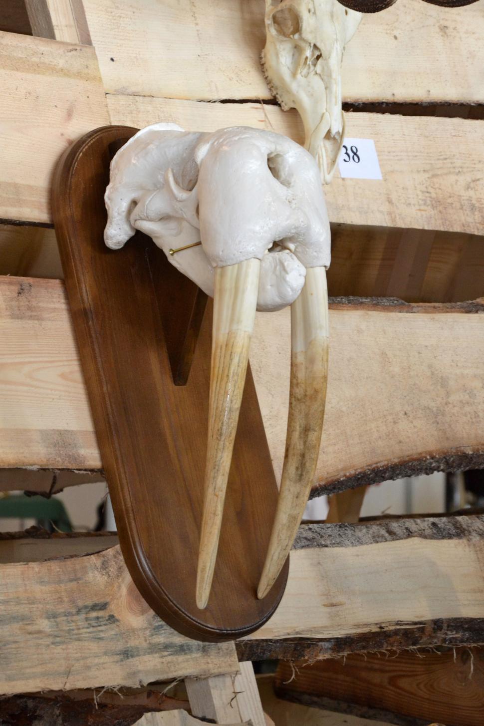 Free Image of Walrus skull 