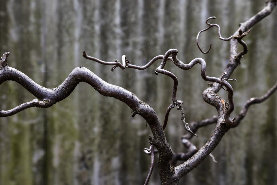 Free Image of Smooth tree branches 