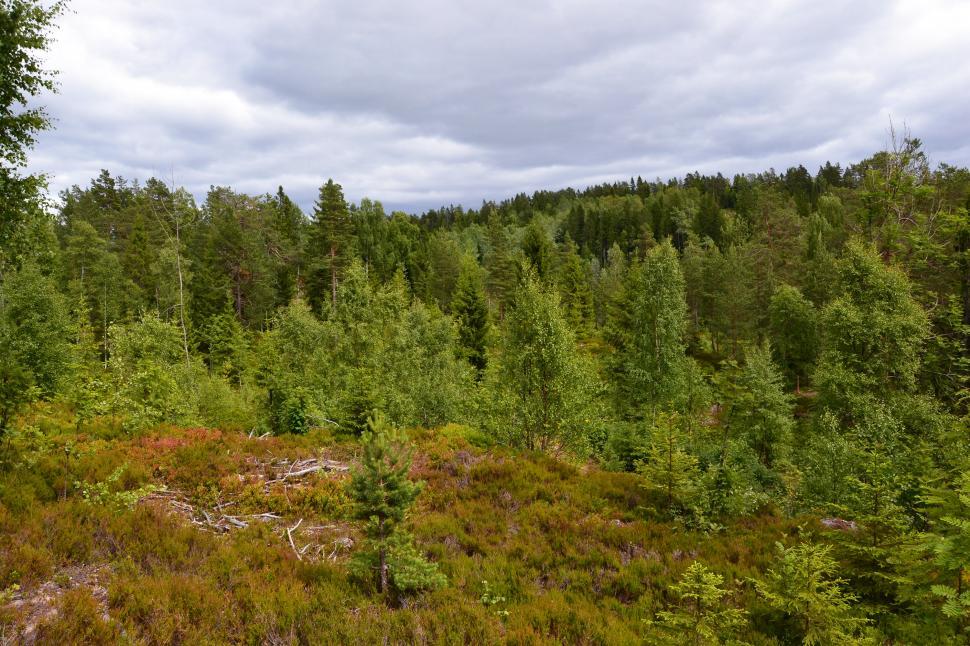 Free Image of Forest in Norway 