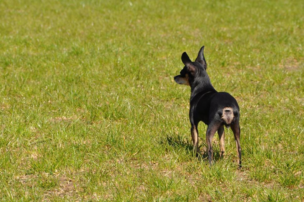 Free Image of Toy terrier 