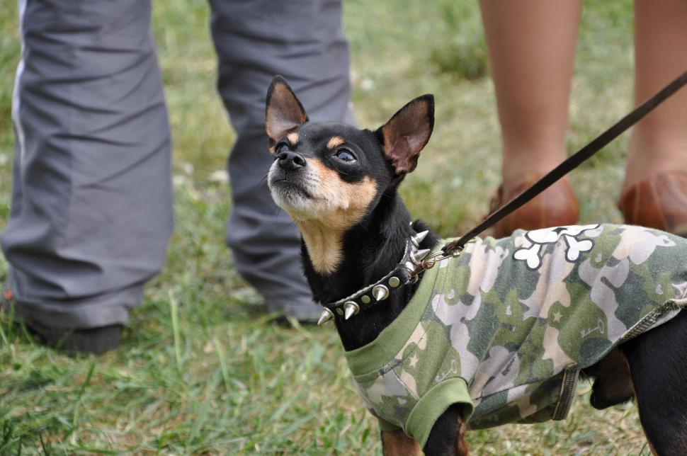 Free Image of Dressed toy terrier 