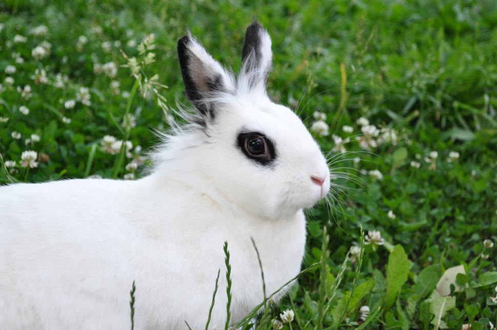 Free Image of White rabbit in Field 